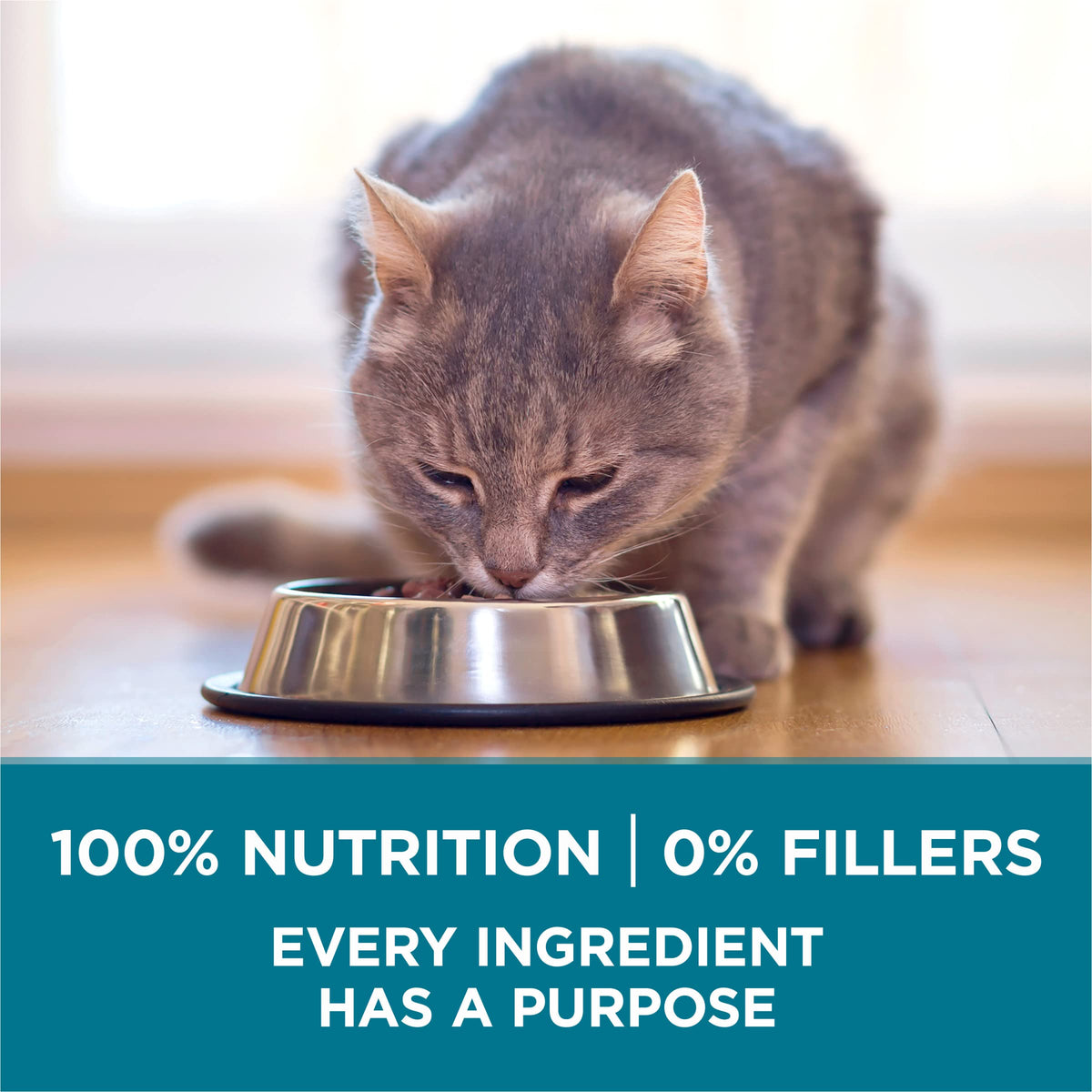 Dry Cat Food, Salmon, 7 lb Bag S60903