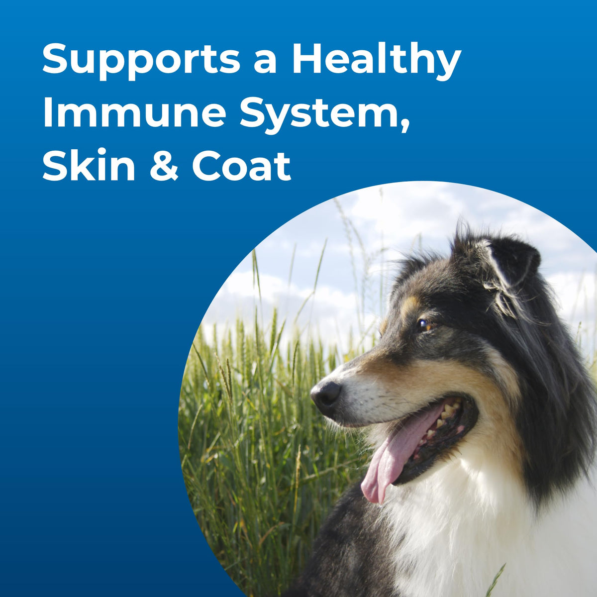 High Calorie Liquid Nutritional Supplement for Dogs & Puppies 16 oz B6295