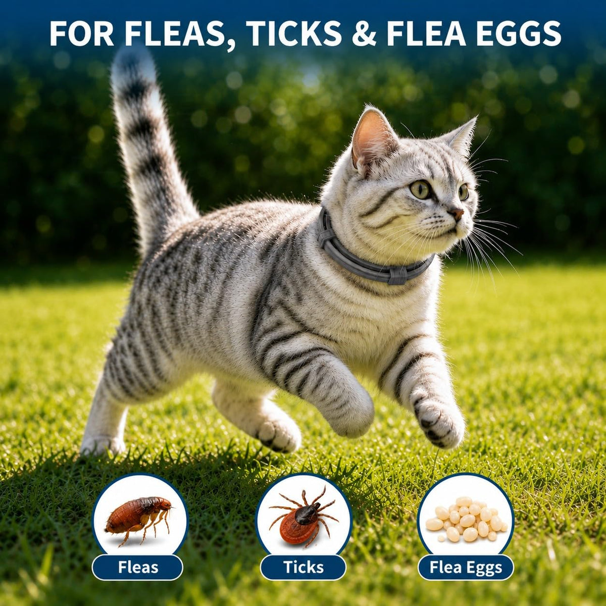 Cat Flea and Tick Collar 4 Pack M2015