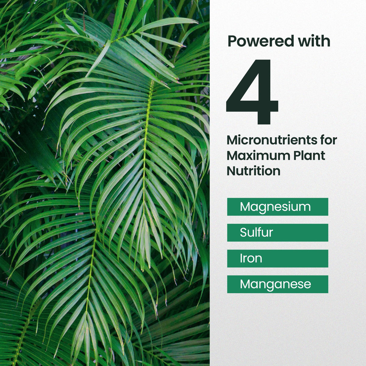 16oz Palm Tree Fertilizer N2791